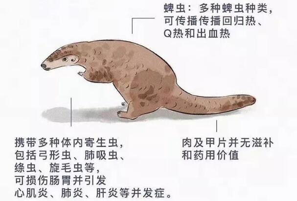 穿山甲身上携带的病毒有哪些？