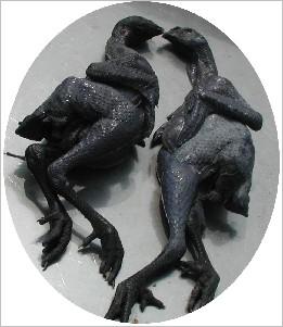 乌骨鸡图片