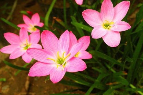 韭菜莲有毒吗？韭菜莲能放在室内卧室吗？