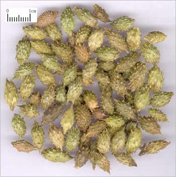 苍耳子图片