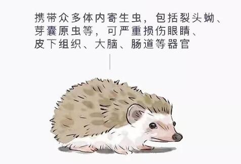 刺猬身上携带的病毒有哪些？