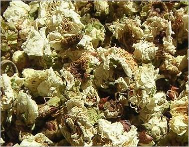 白梅花图片