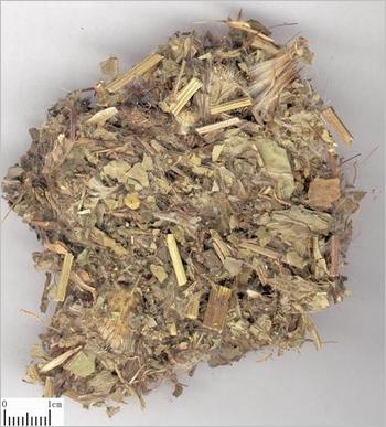 小蓟图片
