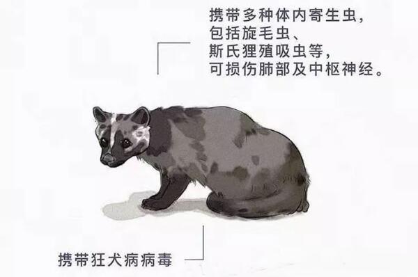果子狸身上携带的病毒有哪些？