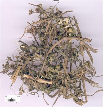墨旱莲图片