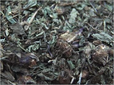 车前草图片
