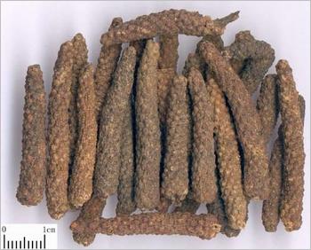 荜茇图片