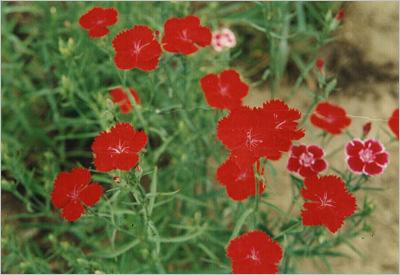 光梗丝石竹图片