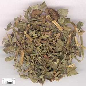 鹤草芽图片